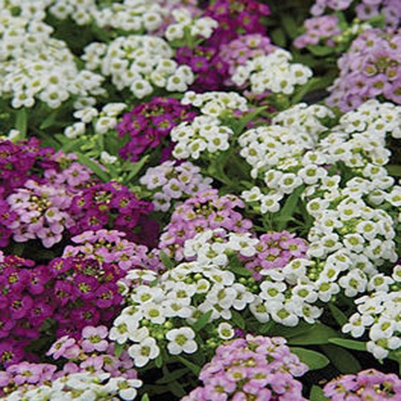 Алиссум Lobularia maritima