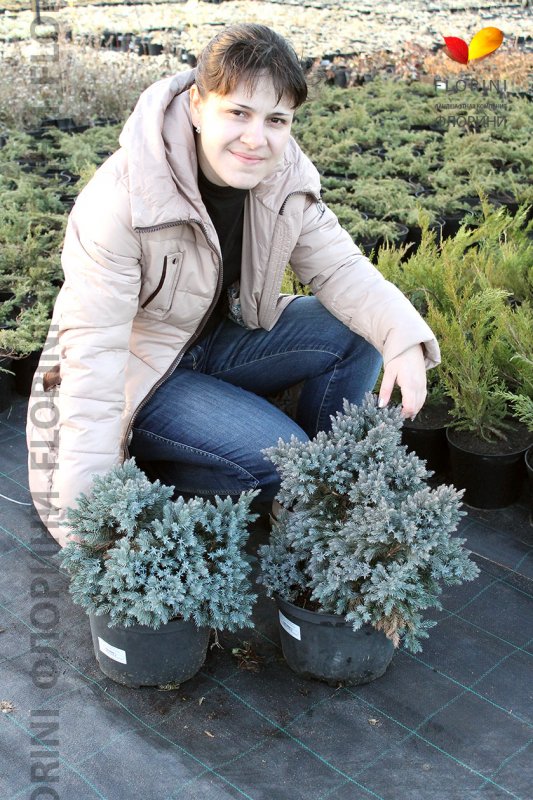 Можжевельник Скуамата Блю