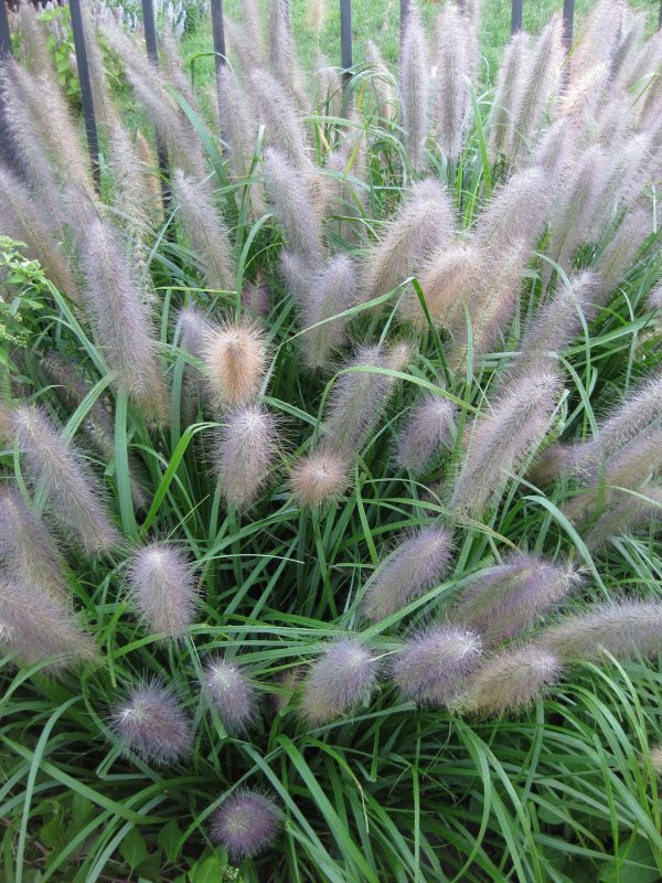 Пеннисетум Гамельн Pennisetum alopecuroides ‘Hameln’