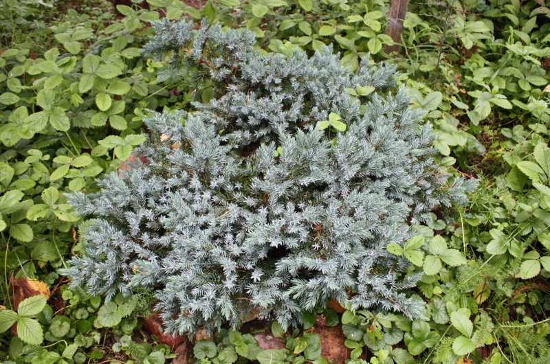 Можжевельник чешуйчатый Blue Star в цветнике