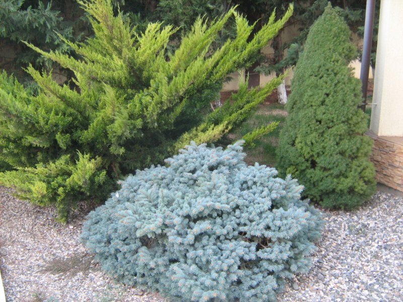 Можжевельник Blue Star
