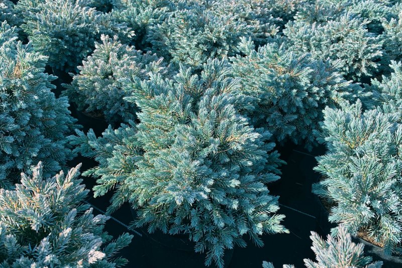 Juniperus horizontalis Блю чип