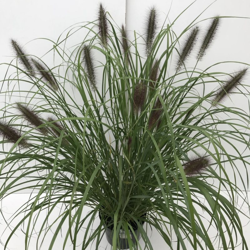 Перистощетинник щетинистый (Pennisetum setaceum)