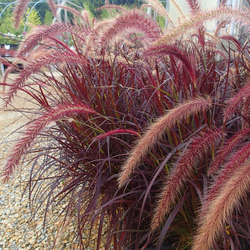 Пеннисетум лисохвостовый Pennisetum