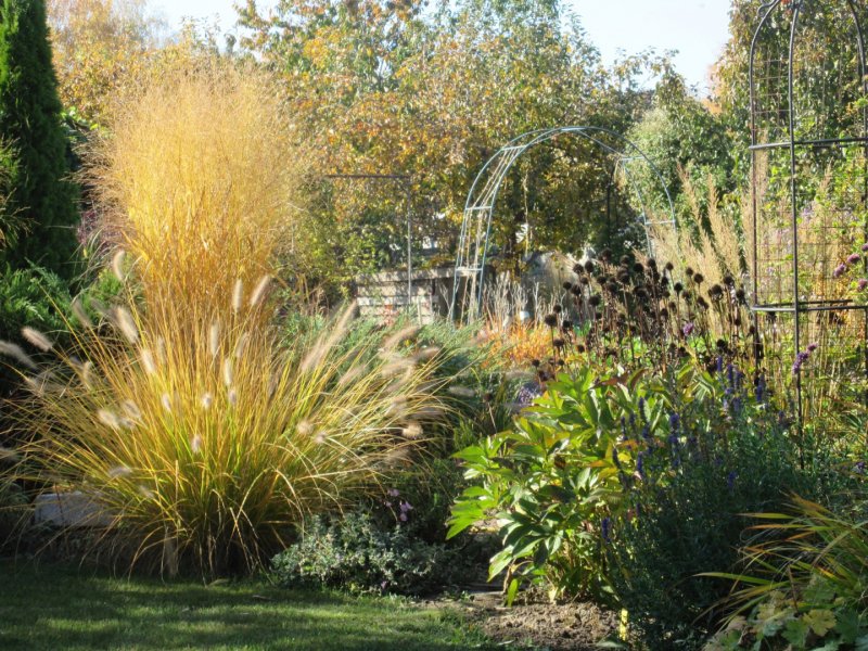 Вейник (Calamagrostis brachytricha) 2/3 n