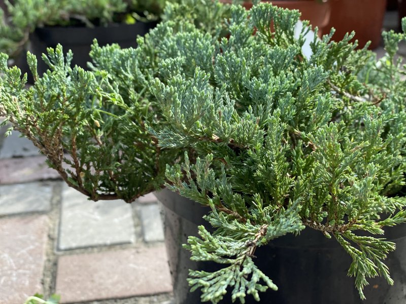Можжевельник горизонтальный Juniperus horizontalis Blue Forest