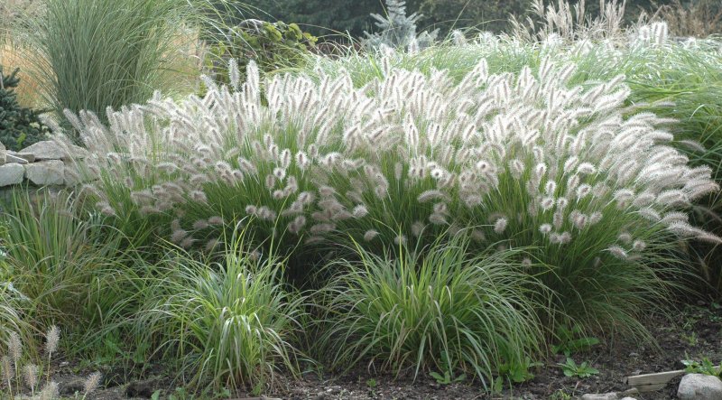 Pennisetum alopecuroides Cassian