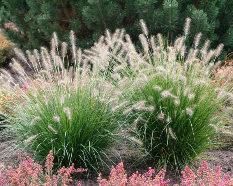 Пеннисетум лисохвостовый (Pennisetum alopecuroides)