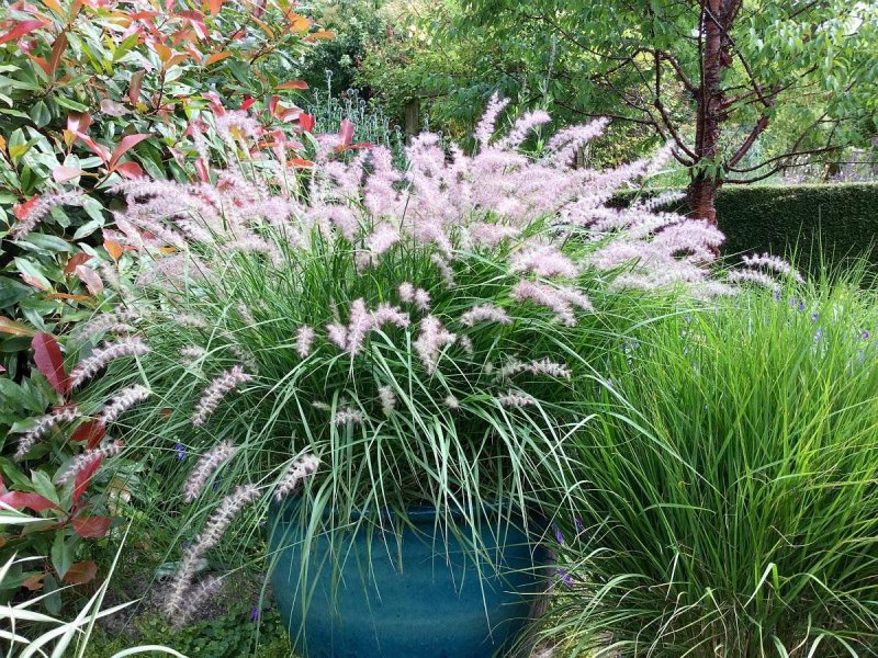 Пеннисетум лисохвостовый (Pennisetum alopecuroides)