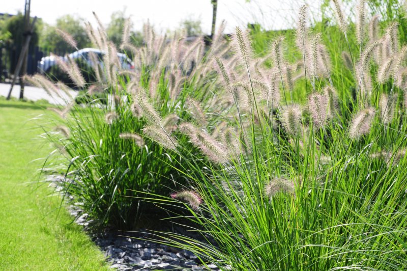 Пеннисетум лисохвостовый (Pennisetum alopecuroides)