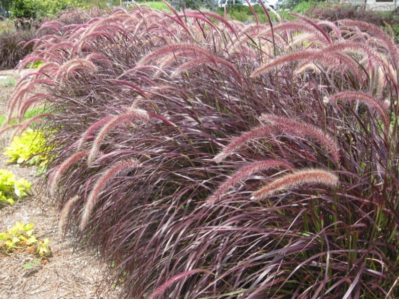 Пеннисетум щетинистый (Pennisetum setaceum)
