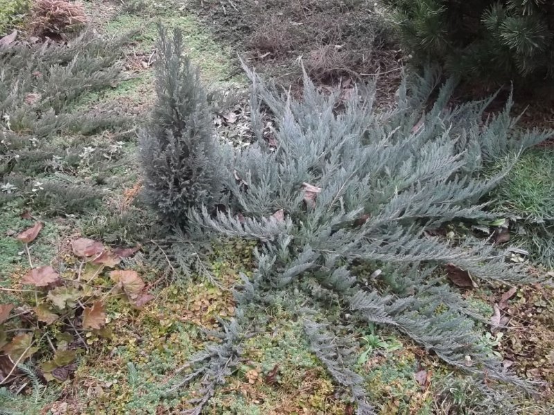 Juniperus horizontalis Блю чип