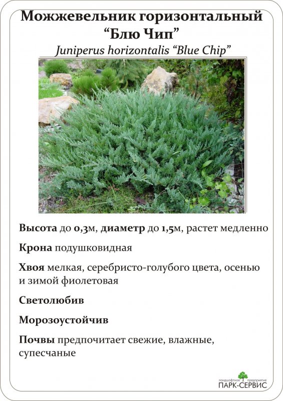 Можжевельник стелющийся Блю чип