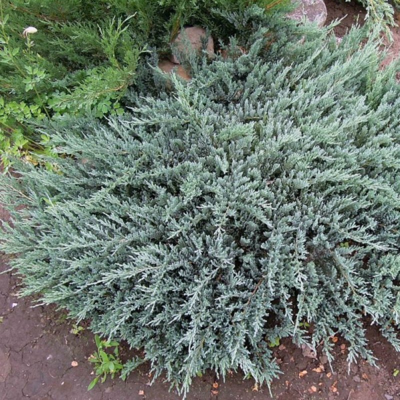 Можжевельник казацкий Блю чип
