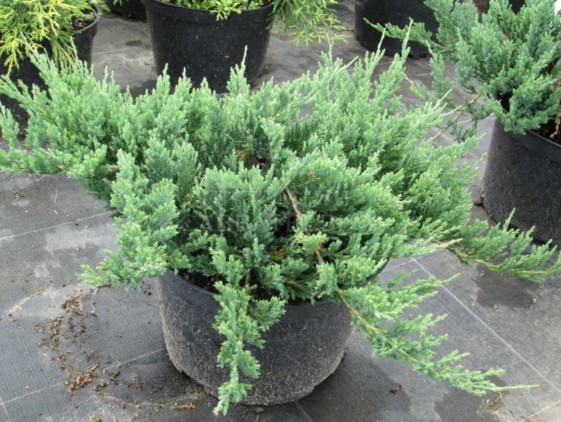 Juniperus horizontalis Grey Pearl