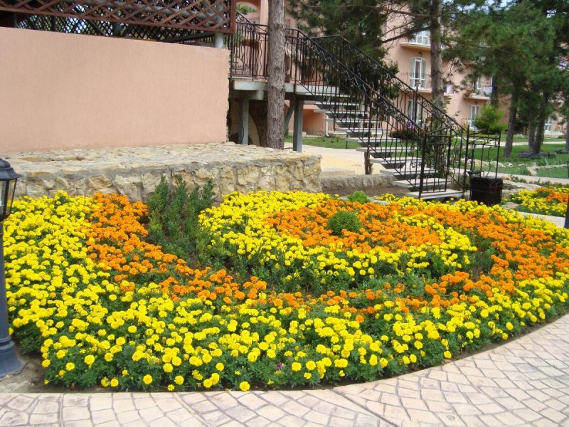 Моноклумба из бархатцев