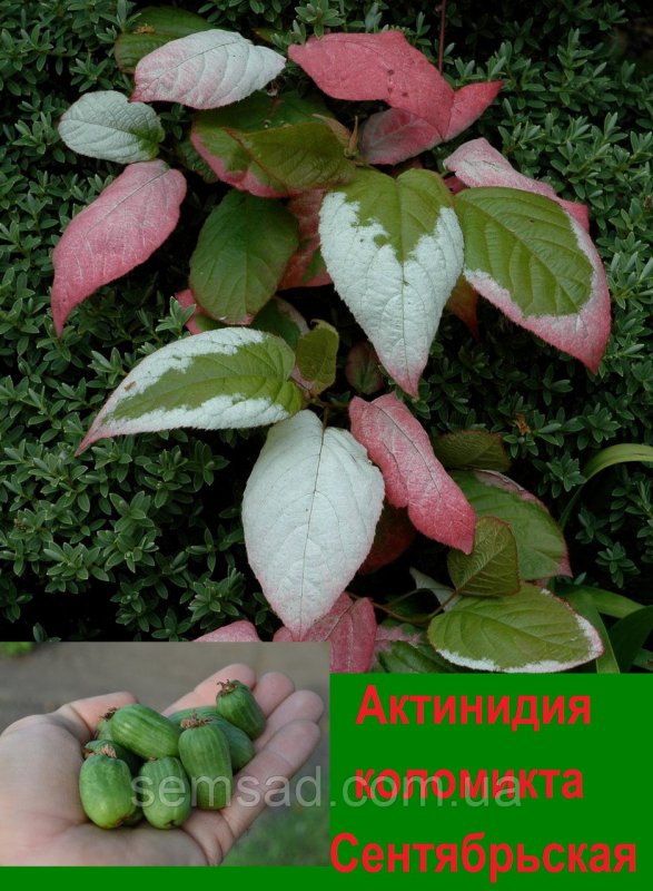Актинидия на Урале