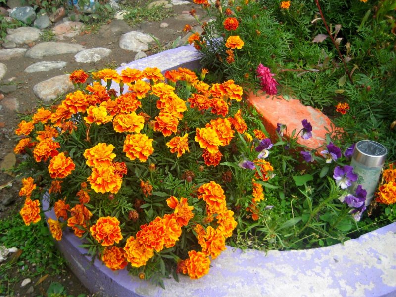 Клумбы с бархатцами на даче