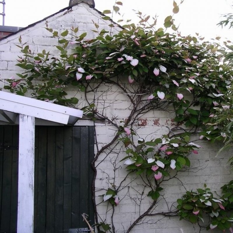 Актинидия коломикта (Actinidia kolomikta)