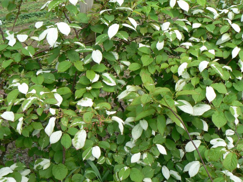 Актинидия коломикта (Actinidia kolomikta)