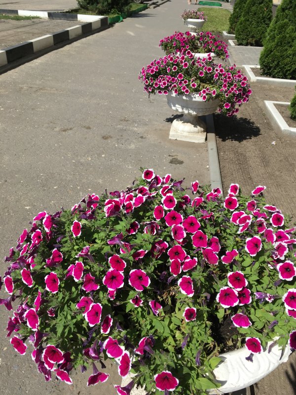 Петуния Чекалина