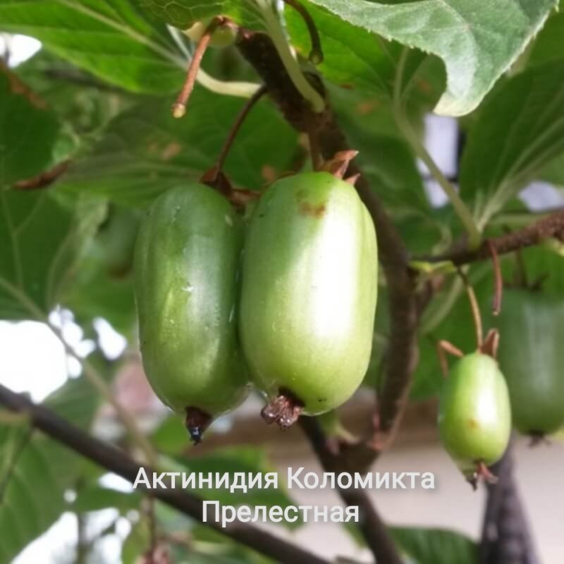 Актинидия коломикта