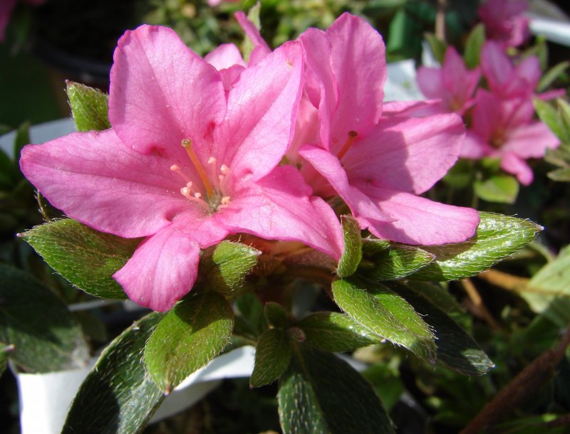 Рододендрон japonicum