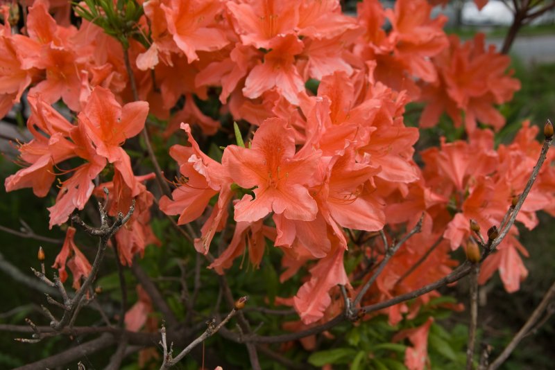 Азалия japonicum