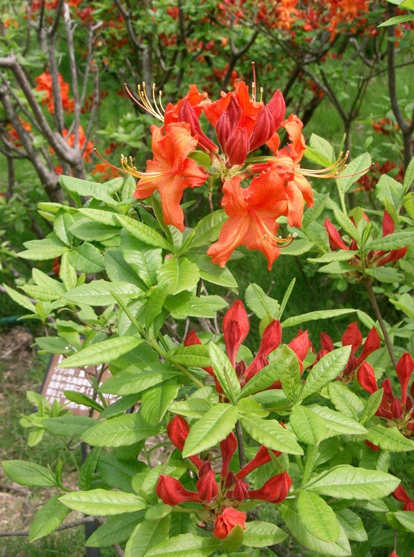 Рододендрон japonicum