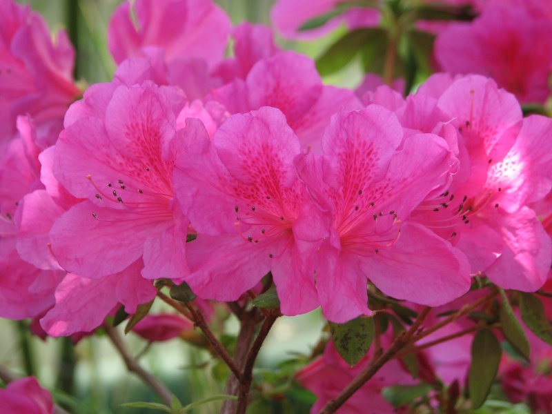 Рододендрон Roseum elegans