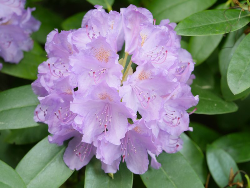 Рододендрон Смирнова Rhododendron smirnowii