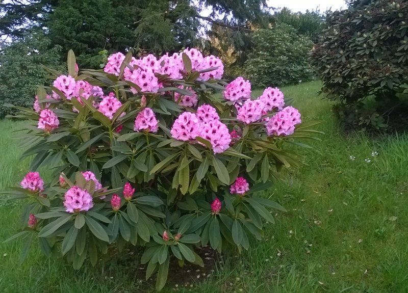 Рододендрон Вазея