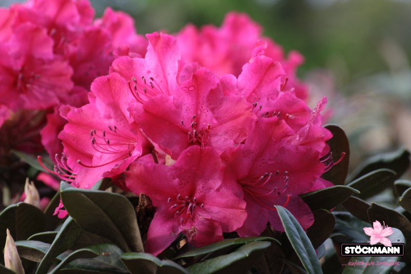 Рододендрон Смирнова Rhododendron smirnowii