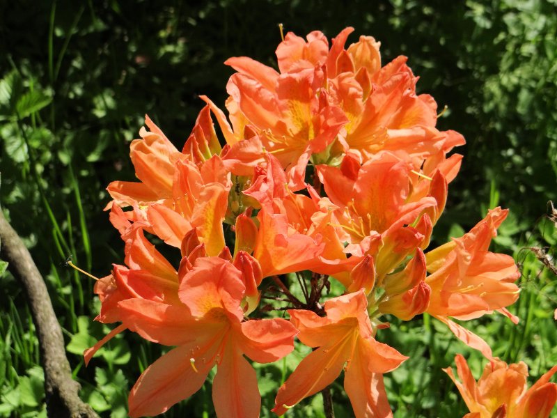 Рододендрон japonicum