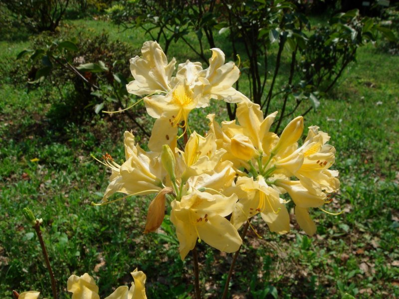 Рододендрон japonicum/ японский желтый