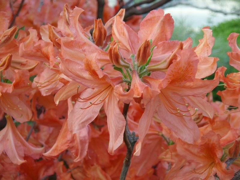 Рододендрон japonicum