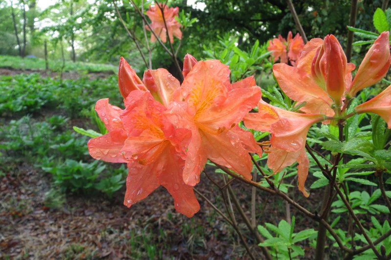 Рододендрон японский Rhododendron japonicum = j.Molle subsp. Japonicum
