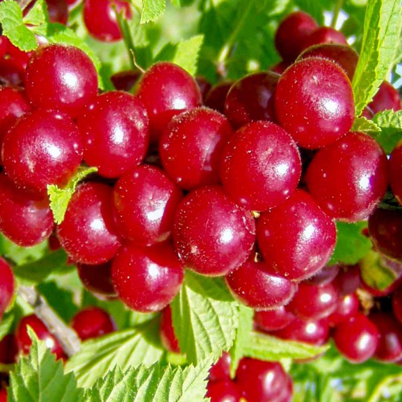 Вишня войлочная огонек