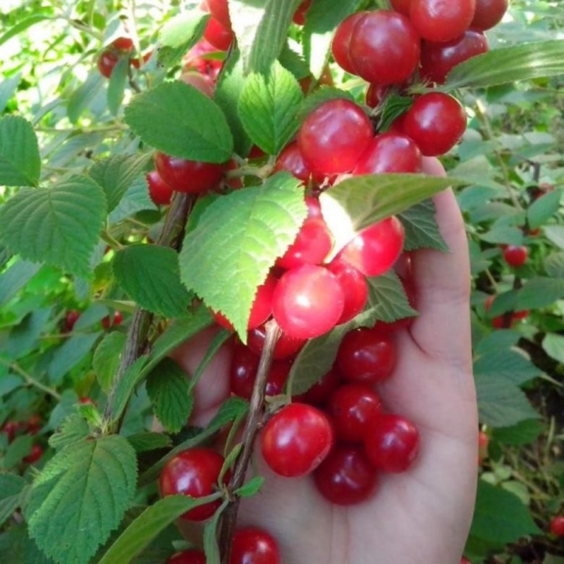 Вишня войлочная (с2 н40-60)