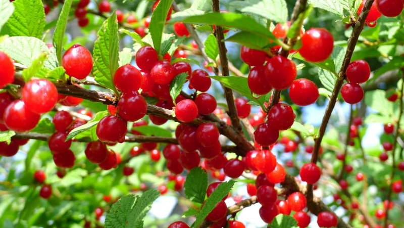 Вишня войлочная Натали куст