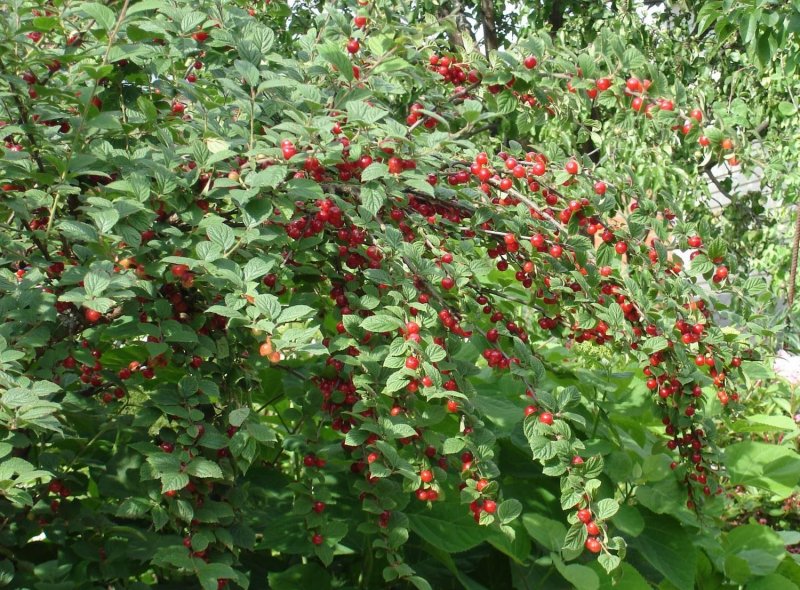 Вишня войлочная (Prunus tomentosa)