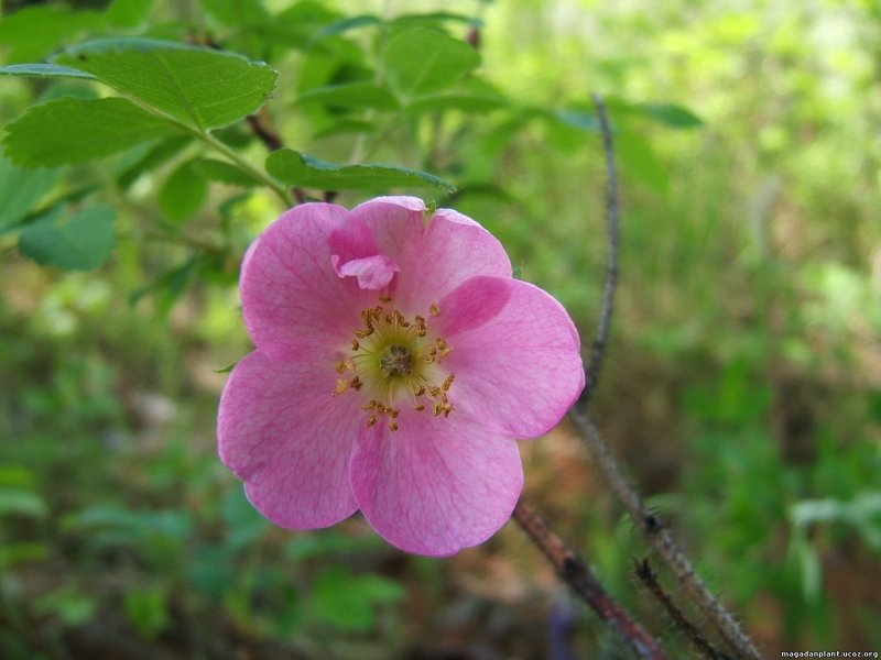 Rosaceae семейство