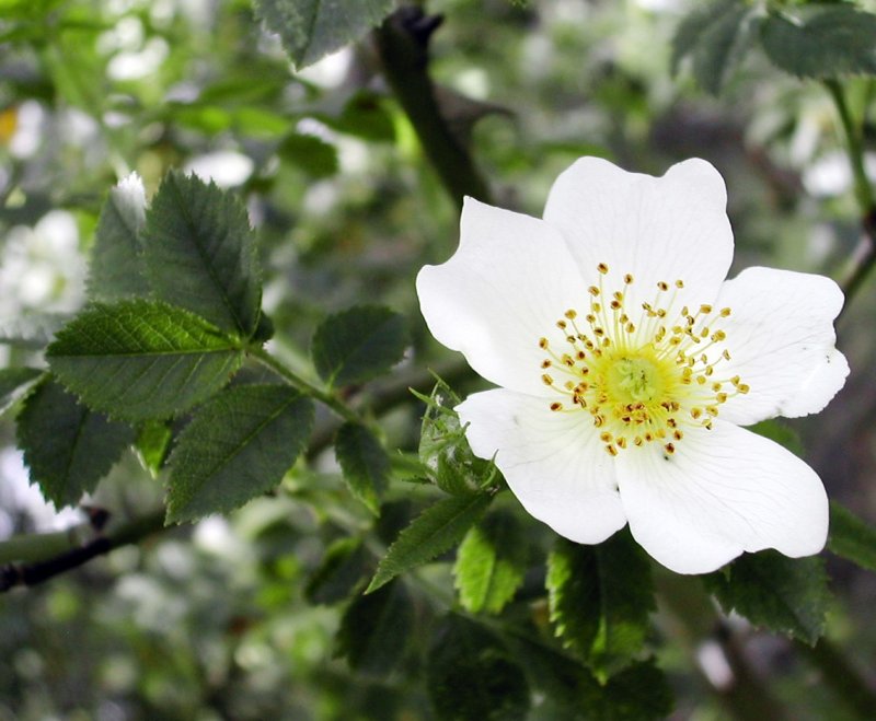 Rosaceae Розоцветные