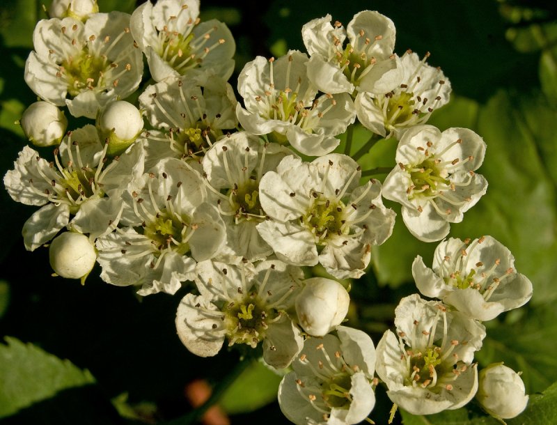 Растения семейства Rosaceae