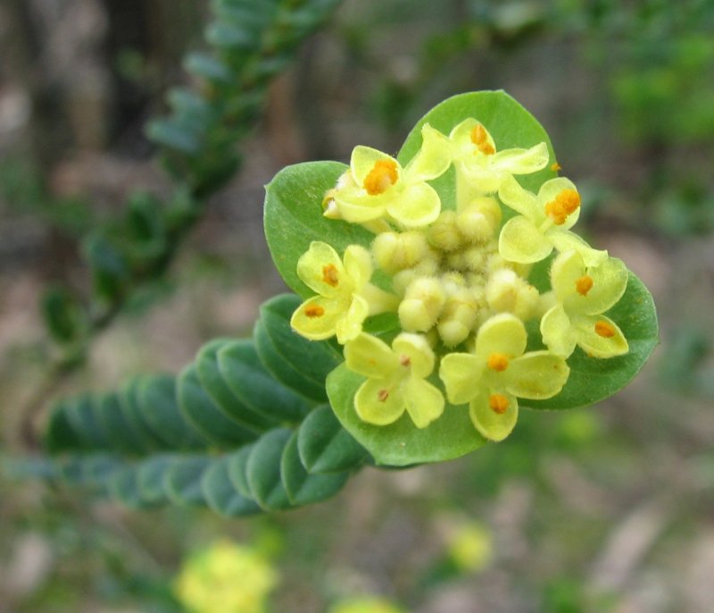 Malvales Thymelaeaceae