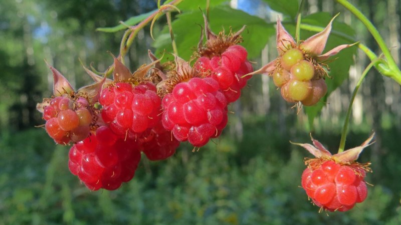 Семейство розовые плод