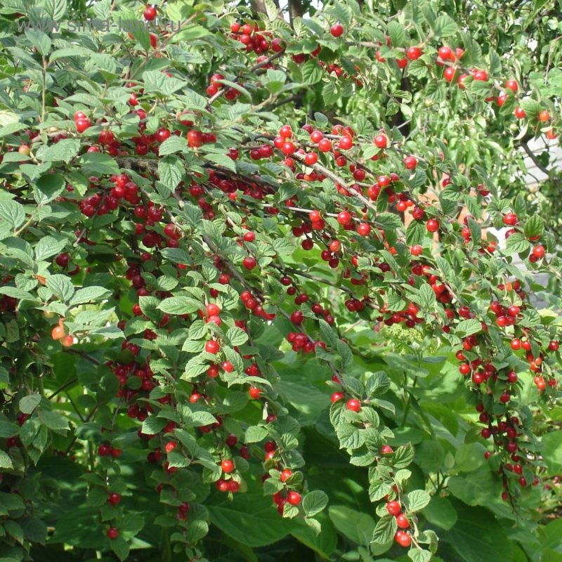 Войлочная вишня куст