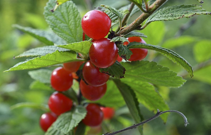 Вишня войлочная (Prunus tomentosa)
