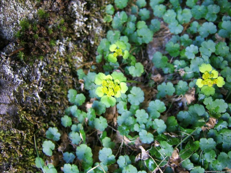 Спирея hypericifolia