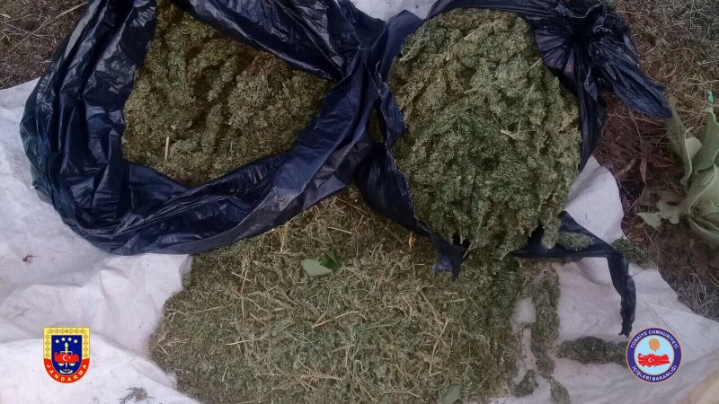 Нандина красная